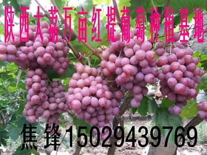 葡萄园里的欢乐时光，揭秘2017年葡萄行情与故事