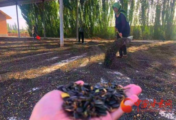 葵花子成长之路，行情与无限可能