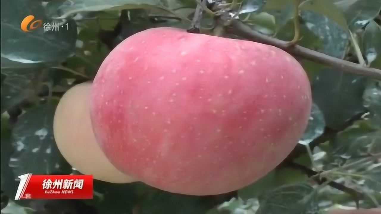 徐州丰县苹果最新价格及价格指南